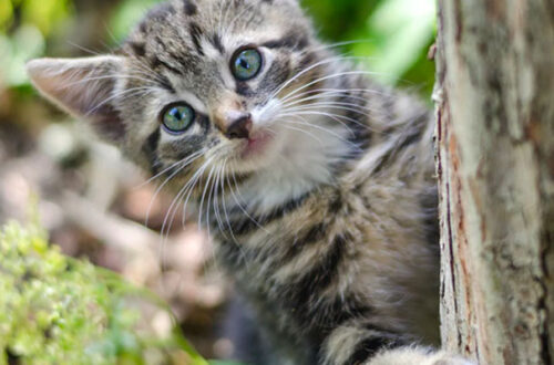 Le Fasi di Sviluppo del Gattino: i primi mesi di vita thumb
