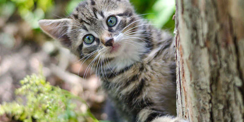 Le Fasi di Sviluppo del Gattino: i primi mesi di vita cover