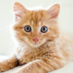 gattino cucciolo