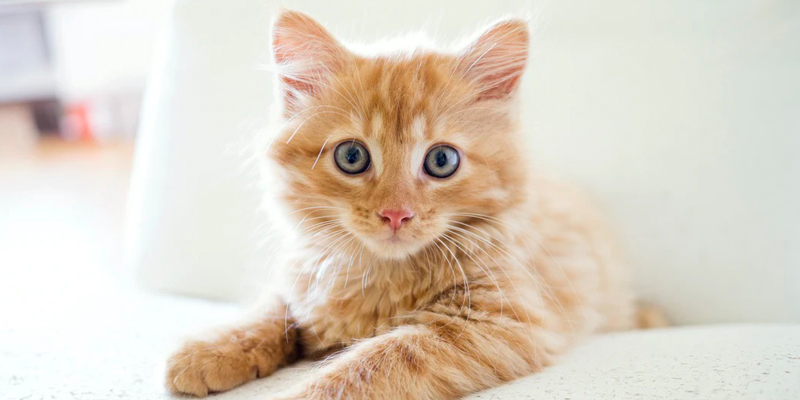 Gattino Cucciolo: tutto quello che c’è da sapere cover