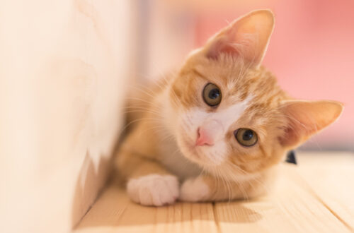 Le Fasi di Vita del Gatto Domestico thumb