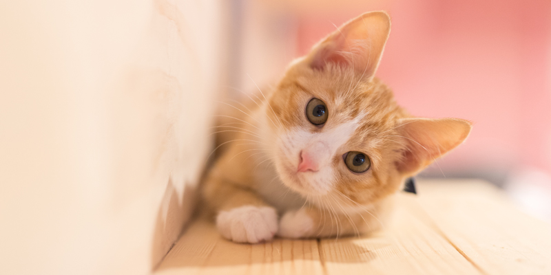 Le Fasi di Vita del Gatto Domestico cover