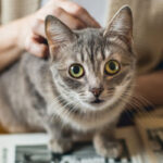 gatto-linguaggio
