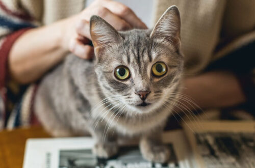 Capire il linguaggio del gatto: conosciamolo insieme thumb