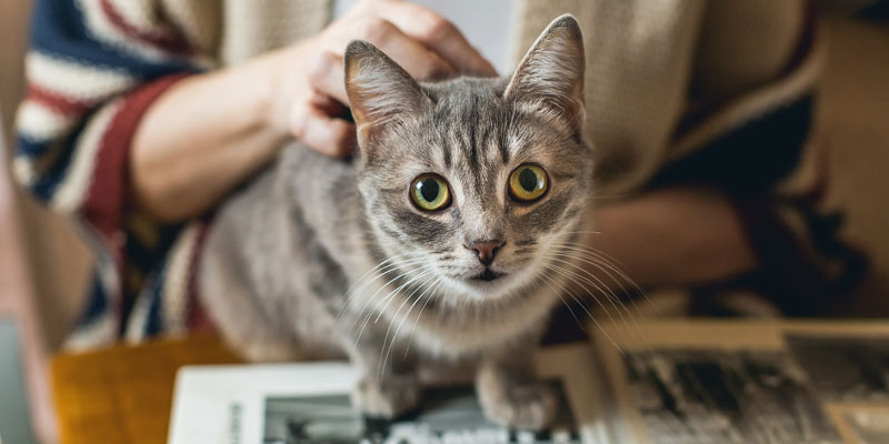 Capire il linguaggio del gatto: conosciamolo insieme cover