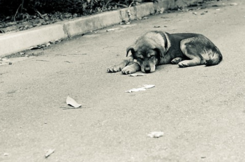 Abbandono degli Animali in Estate: un triste fenomeno thumb