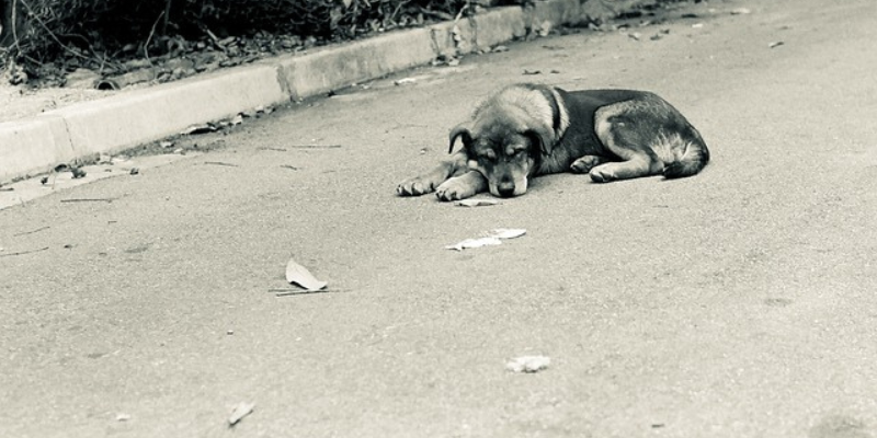 Abbandono degli Animali in Estate: un triste fenomeno cover