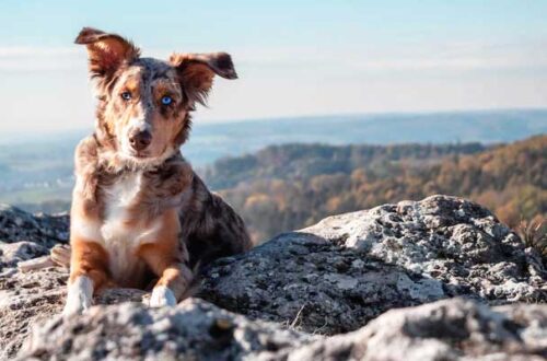 Vacanze in montagna con il cane thumb