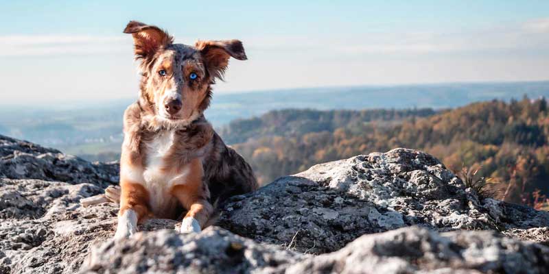 Vacanze in montagna con il cane cover