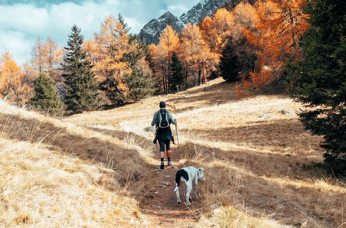 Passeggiata con il cane: tutto quello che c’è da sapere thumb