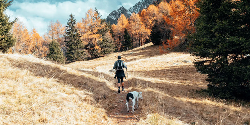 Passeggiata con il cane: tutto quello che c’è da sapere cover