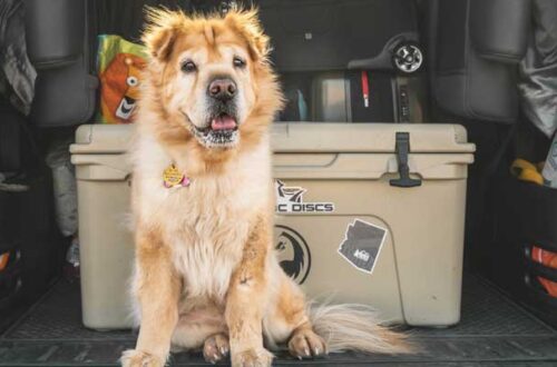 Vacanze con il cane: idee e consigli Pet Friendly thumb