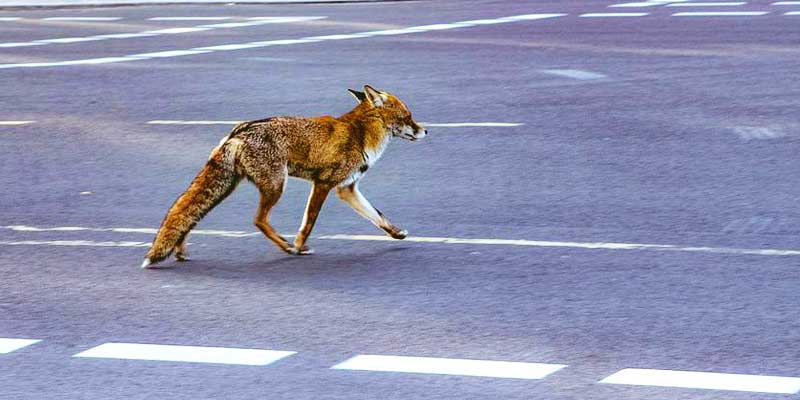 Animali selvatici: rispettiamo la loro natura cover
