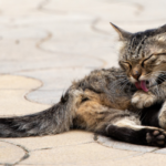 allergia-nel-gatto-e-cibo-ipoallergenico-gatto-che-si-gratta