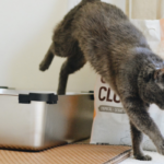 gatto-stitico-che-esce-da-lettiera