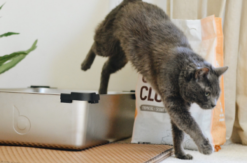 Gatto stitico: segnali, cause e rimedi da conoscere thumb