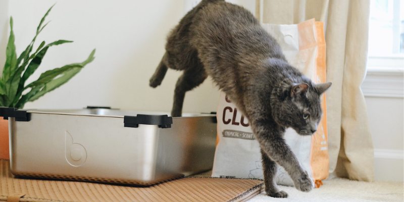 Gatto stitico: segnali, cause e rimedi da conoscere cover