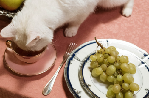 Quanto deve mangiare un gatto sterilizzato? thumb