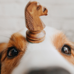 Giochi di attivazione mentale per cani
