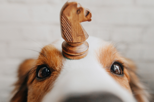 Giochi di attivazione mentale per cani thumb