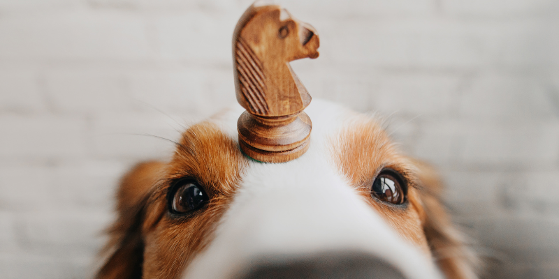 Giochi di attivazione mentale per cani cover