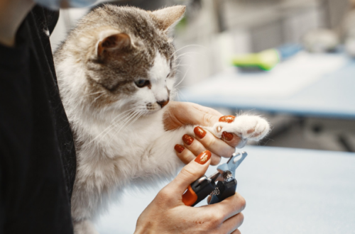 Tagliare le unghie al gatto: tutto quello che bisogna sapere thumb