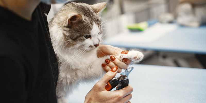 Tagliare le unghie al gatto: tutto quello che bisogna sapere cover