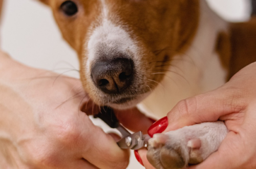 Come si Tagliano le Unghie ai Cani? La Guida in 4 Passi thumb