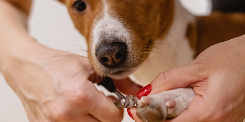 Come si Tagliano le Unghie ai Cani? La Guida in 4 Passi cover