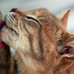 Alopecia da stress nel gatto