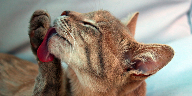 Alopecia Psicogena del Gatto: Perchè il Gatto si Strappa il Pelo? cover
