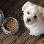 Le Migliori Crocchette per Cani di Piccola Taglia