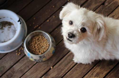 Guida al miglior cibo per cani di piccola taglia thumb