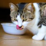 Crocchette per gatto sterilizzato