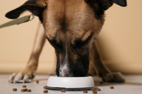 Per avere le migliori crocchette per cane bisogna spendere molto? thumb