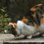 Crocchette per Gatto Anziano