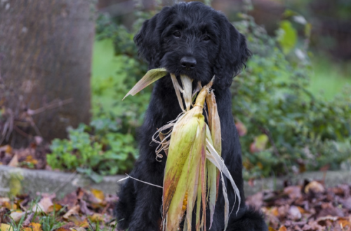 Le migliori crocchette grain free per cani: nutrizione ottimale senza cereali thumb