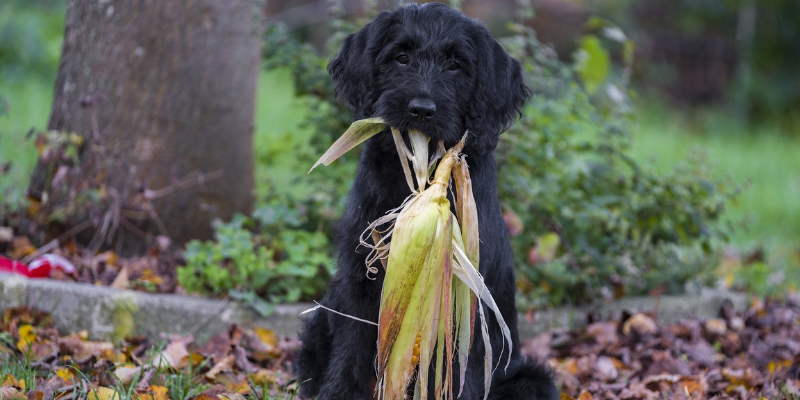 Le migliori crocchette grain free per cani: nutrizione ottimale senza cereali cover