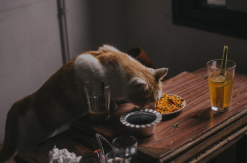 Come scegliere il miglior cibo umido per gattini? thumb