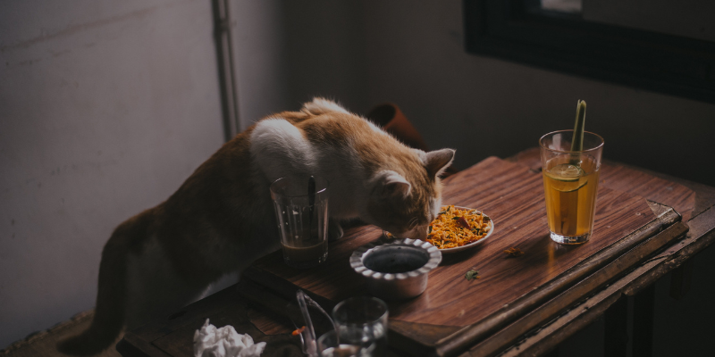 Come scegliere il miglior cibo umido per gattini? cover