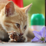 Alimentazione per gatti con problemi intestinali