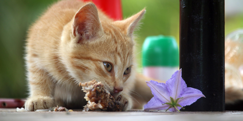 Crocchette per gatti con problemi gastrointestinali: come scegliere quelle giuste cover