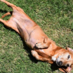 Cane bassotto steso su prato