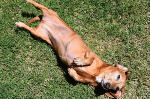 La digestione nel cane: cosa devi sapere thumb