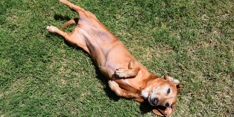 La digestione nel cane: cosa devi sapere cover