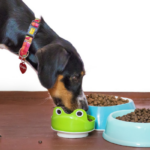 Migliori crocchette per cani con problemi intestinali