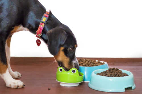Crocchette per cani con problemi intestinali: quali sono le opzioni migliori? thumb
