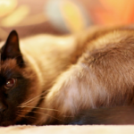 Gatto siamese nero