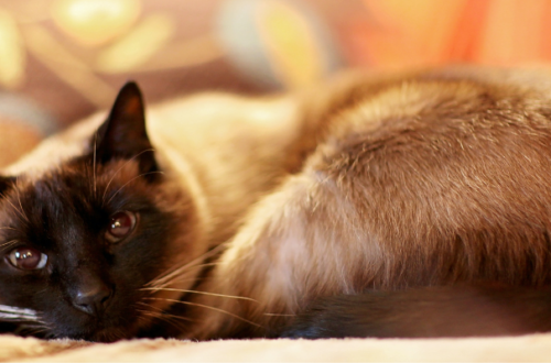 Gatto siamese: tutto quello che devi sapere thumb