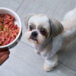 Il miglior cibo umido per cani